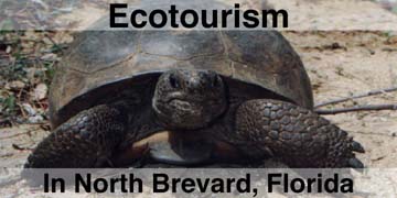 Eco Tortoise