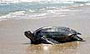 Leatherback Sea Turtle