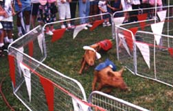 Pig Run