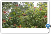 Butterfly in the Butterfly Garden 