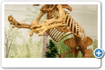 Giant Ground Sloth
