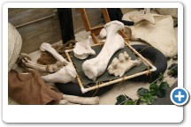 Mastodon leg pieces displayed on a raft similar to what was used to bring up the skull