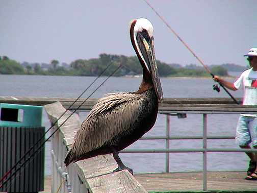 Titusville Veterans Memorial Fishing Pier