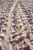 Green & loggerhead turtle tracks