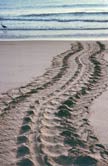 Leatherback turtle track