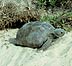 Gopher tortoise on the beach