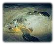 Nesting Loggerhead Sea Turtle. Click for enlargement that opens in a new window.