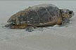 Sea Turtle Nesting Watches at Playalinda Beach, Titusville, FL