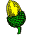 acorn