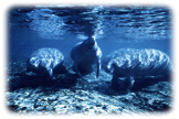 Three Manatees