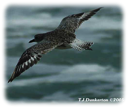 Black-bellied Plover in Flight by Tom Dunkerton