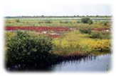 Black Point Marsh