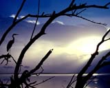 Bob Paty's Mosquito Lagoon