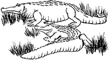 gators