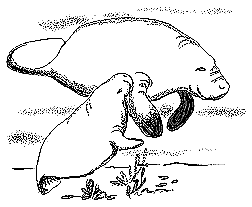 Manatees