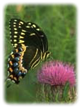 Swallowtail Butterfly On Thistle