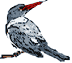 kingfisher drawing