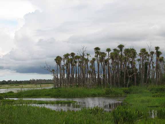 MixedMarshScenic-1