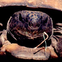 Gopher Tortoise face - front view