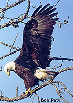 Bald Eagle on Merritt Island NWR