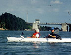 Kayaking with dolphins and manatees