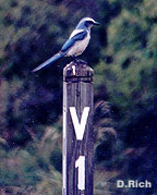 Florida Scrub Jay on Canaveral National Seashore marker post.