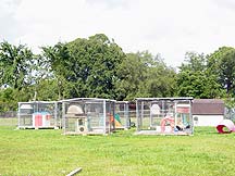 Our raccoon houses