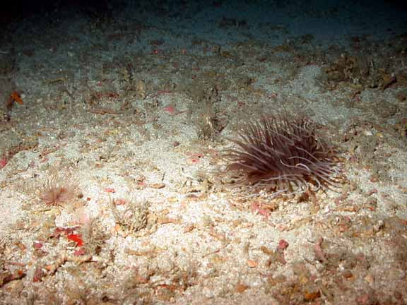 big anemone