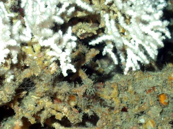 closeup oculina polyps