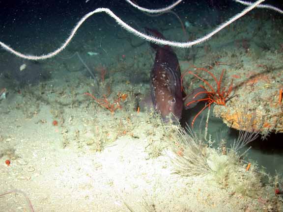 grouper hiding