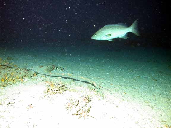 grouper