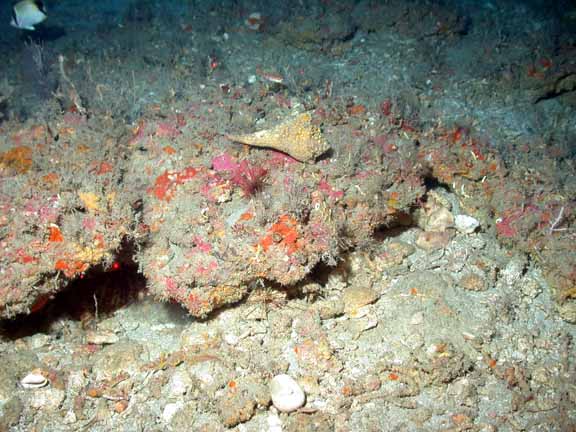low relief rock ledge
