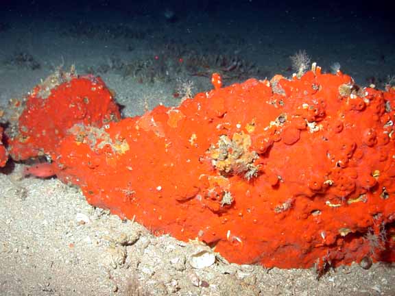 orange encrusting