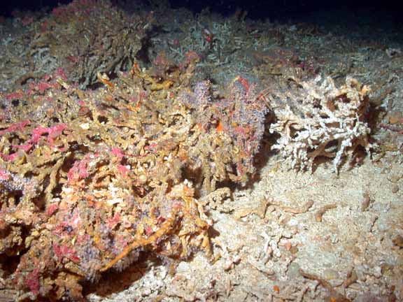 polyps on dead oculina
