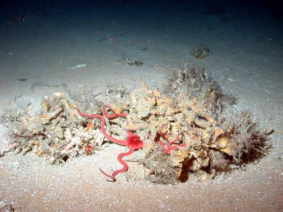 red brittlestar
