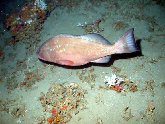red grouper