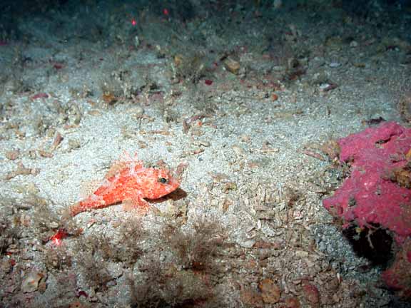 scorpion fish