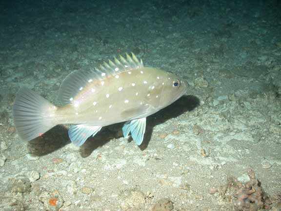 snowy grouper