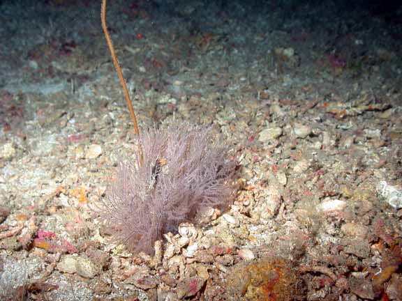 softcoral2
