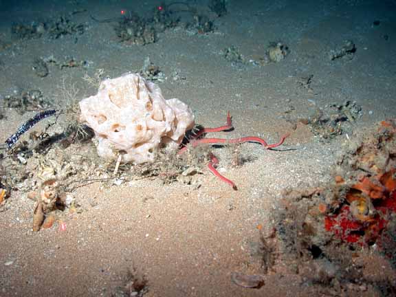 sponge and brittlestar