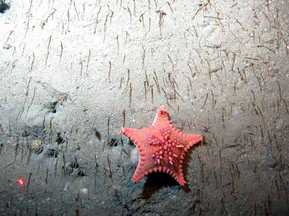 starfish closeup