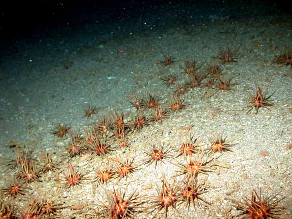 urchin orgy