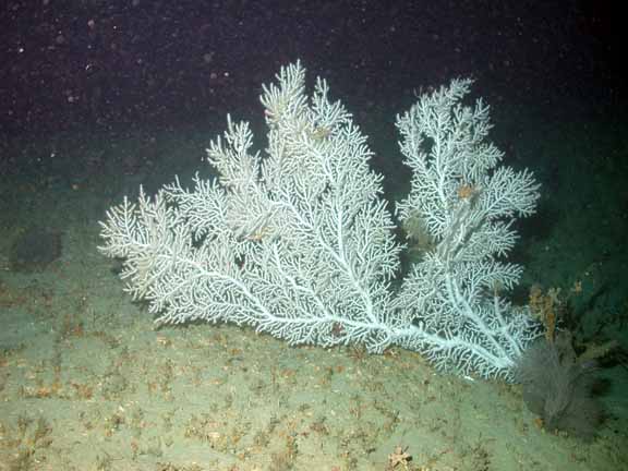 white softcoral
