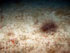 big anemone