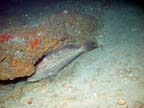 big grouper