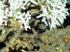 closeup oculina polyps