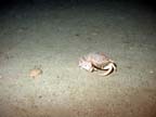 declaw crab