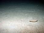 flat fish