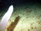 floating tunicate