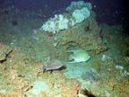 oculina head with lots0039